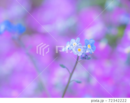 忘れな草 忘れな草 72342222