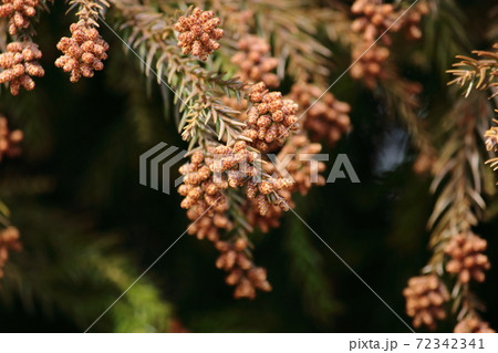 スギ花粉の写真素材