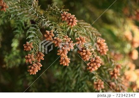 スギ花粉の写真素材