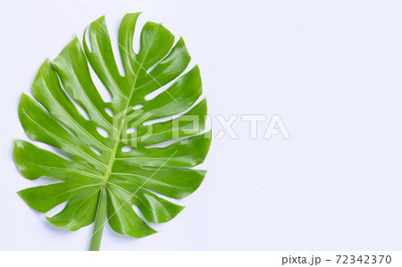 Monstera plant leaves on white background. 72342370