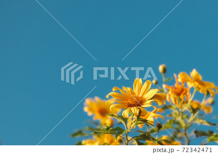 Beautiful Mexican sunflowers on clear blue sky background with copy space for text or message. Beautiful Mexican sunflowers on clear blue sky background with copy space for text or message. 72342471
