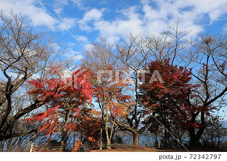 奥琵琶湖パークウェイの紅葉 72342797