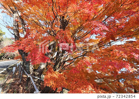 奥琵琶湖パークウェイの紅葉 奥琵琶湖パークウェイの紅葉 72342854