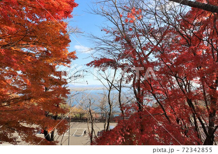 奥琵琶湖パークウェイの紅葉 72342855