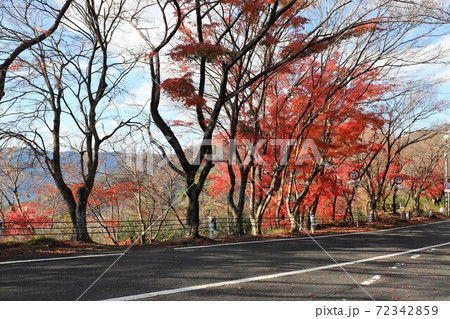 奥琵琶湖パークウェイの紅葉 72342859