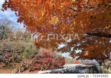 奥琵琶湖パークウェイの紅葉 72342880