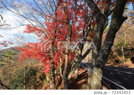 奥琵琶湖パークウェイの紅葉 奥琵琶湖パークウェイの紅葉 72342953
