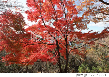 奥琵琶湖パークウェイの紅葉の写真素材