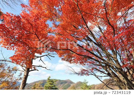 奥琵琶湖パークウェイの紅葉 72343119