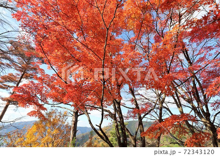 奥琵琶湖パークウェイの紅葉 72343120