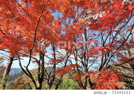 奥琵琶湖パークウェイの紅葉 奥琵琶湖パークウェイの紅葉 72343121
