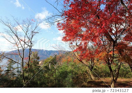 奥琵琶湖パークウェイの紅葉 奥琵琶湖パークウェイの紅葉 72343127