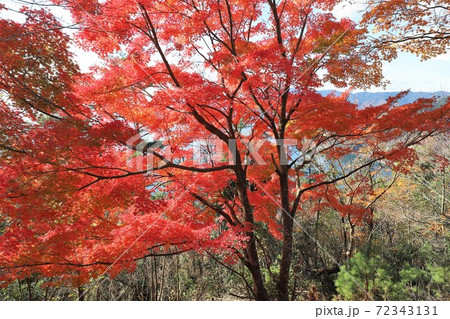 奥琵琶湖パークウェイの紅葉 72343131