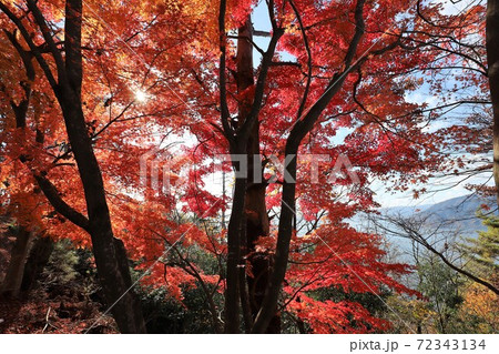 奥琵琶湖パークウェイの紅葉 72343134