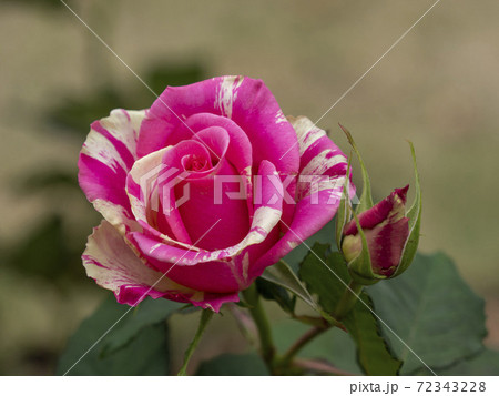 マーブル柄の薔薇フレジェ 72343228