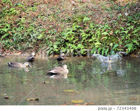山口市の亀山公園にある池で飛び込むカモを見守る仲間 山口市の亀山公園にある池で飛び込むカモを見守る仲間 72343406