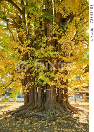 千葉県 千本公孫樹の紅葉 葛飾八幡宮 千葉県 千本公孫樹の紅葉 葛飾八幡宮 72343408
