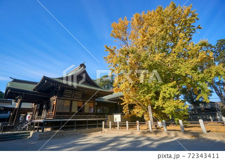 千葉県　千本公孫樹の紅葉　葛飾八幡宮 72343411