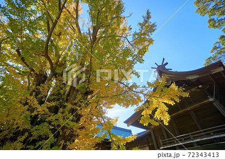 千葉県 千本公孫樹の紅葉 葛飾八幡宮 千葉県 千本公孫樹の紅葉 葛飾八幡宮 72343413