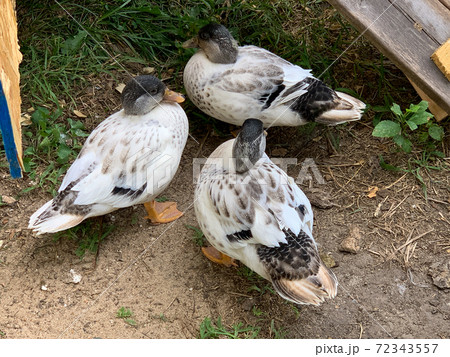Very colorful Backyard Pet Snowy Call ducks  72343557