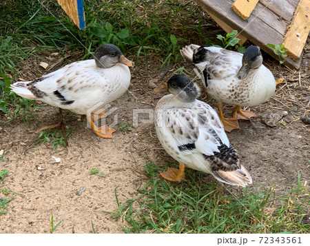 Very colorful Backyard Pet Snowy Call ducks  72343561