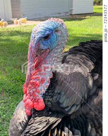 Merriam wild turkey in Nebraska farm backyard Merriam wild turkey in Nebraska farm backyard 72343577