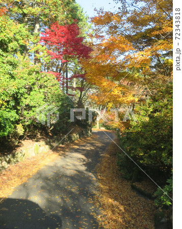 森の秋の紅葉の散歩道 森の秋の紅葉の散歩道 72343818