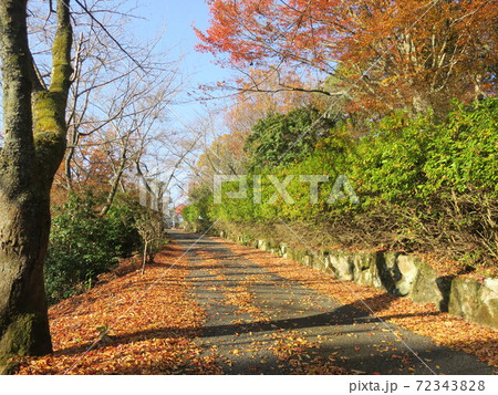 森の秋の紅葉の散歩道 森の秋の紅葉の散歩道 72343828