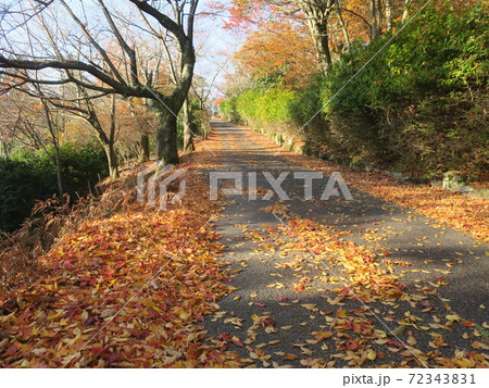 森の秋の紅葉の散歩道 森の秋の紅葉の散歩道 72343831