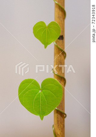 ハートの葉 ハートの葉 72343918