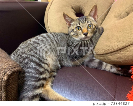 双子の美人子猫 72344827