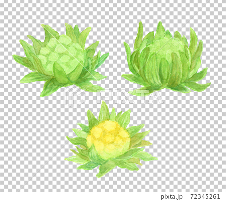 フキノトウ フキノトウ 72345261