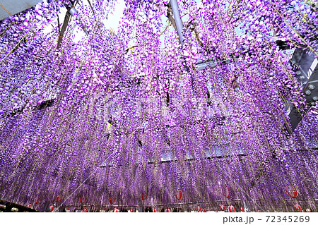 柳川市 満開の藤の花 柳川市 満開の藤の花 72345269