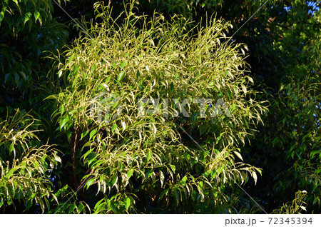 黄緑色の葉を付けたスダジイと推定される樹木の密集する沢山の葉とツボミを春に撮影した写真の写真素材