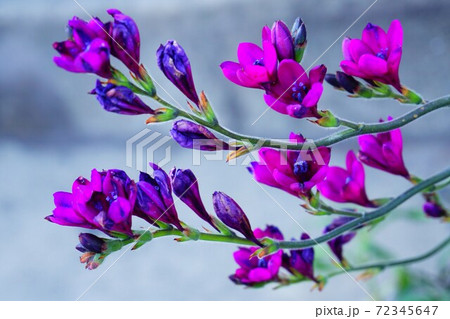 紫色のフリージア の写真素材