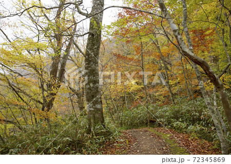 剣桂、新甲子遊歩道 剣桂、新甲子遊歩道 72345869