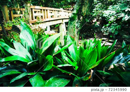 王子周辺散策(名主の滝公園) 王子周辺散策(名主の滝公園) 72345990