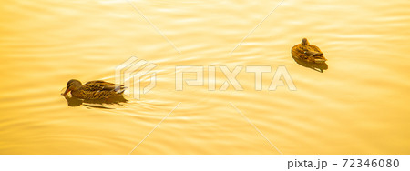 夕日に輝く水面と鴨が泳ぐ風景 72346080