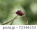 昆虫 虫 蟲 72346153
