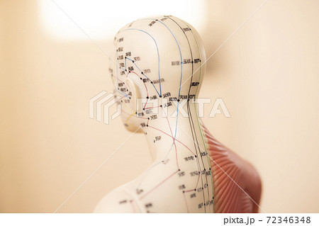 鍼灸模型 サロンイメージ 鍼灸模型 サロンイメージ 72346348