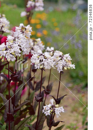 ペンステモンハスカーレッド 72346836