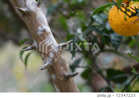実生柚子の棘 72347223
