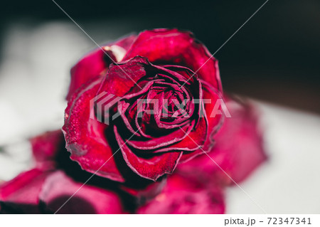 バラ 花 赤い 72347341