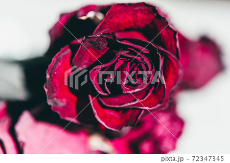 バラ 花 赤い 72347345