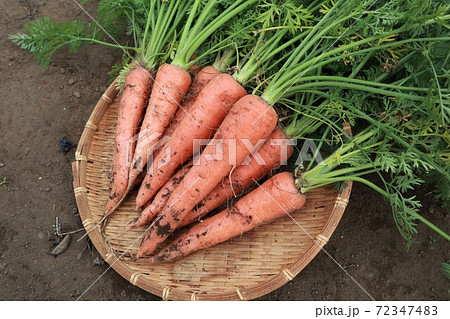 収穫したニンジン 収穫したニンジン 72347483