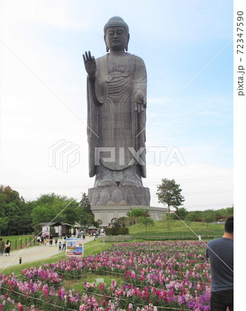 春の牛久大仏 春の牛久大仏 72347590