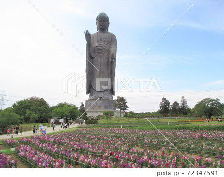 春の牛久大仏 72347591