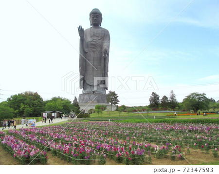 春の牛久大仏 春の牛久大仏 72347593