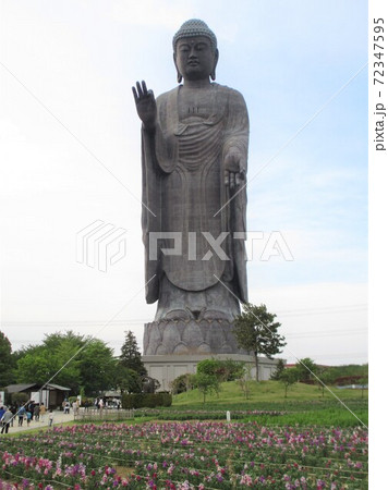 春の牛久大仏 春の牛久大仏 72347595