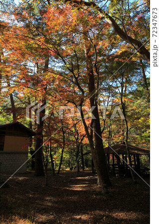 昇仙峡天鼓林の紅葉 昇仙峡天鼓林の紅葉 72347673